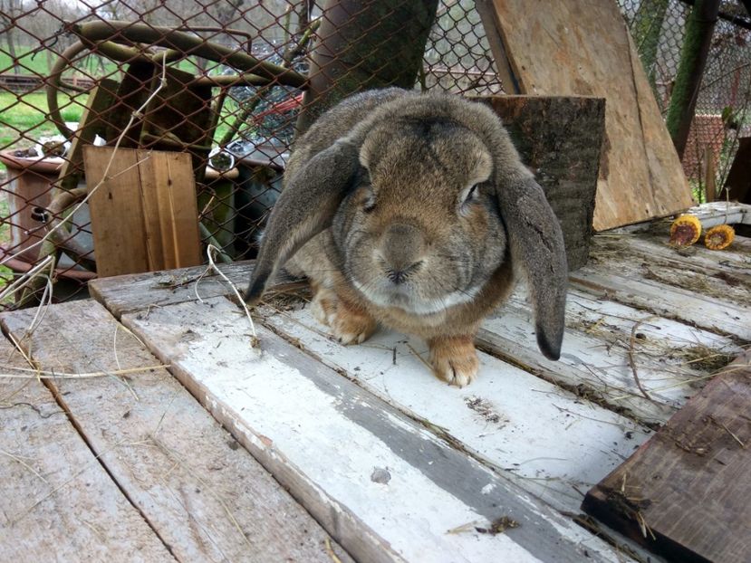 Tatal cuibului - 01 Cuib 12 04 2018