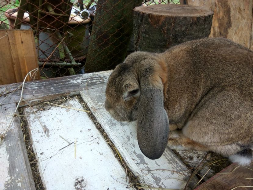 M3 BG - 01 Cuib 12 04 2018