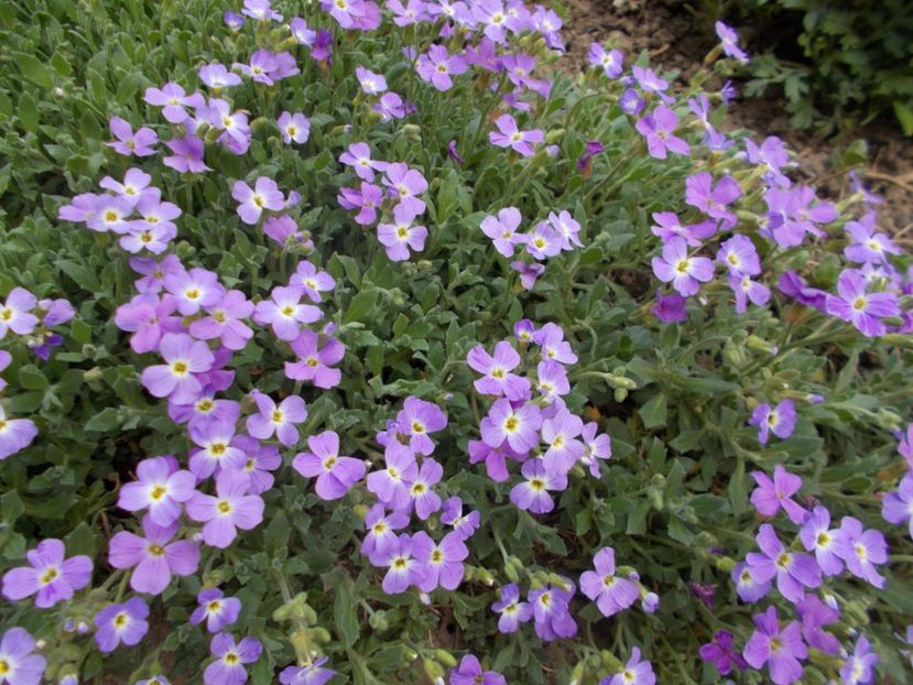  - 2018 Flori de gradina