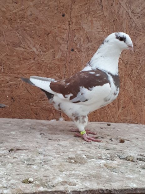 Masc 2017 - Matca AGH 2018