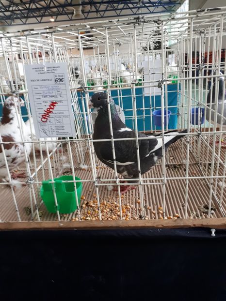 Fem 2016 - Perechi AGH 2018