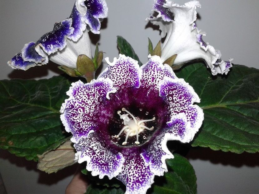  - GLOXINIA 2018