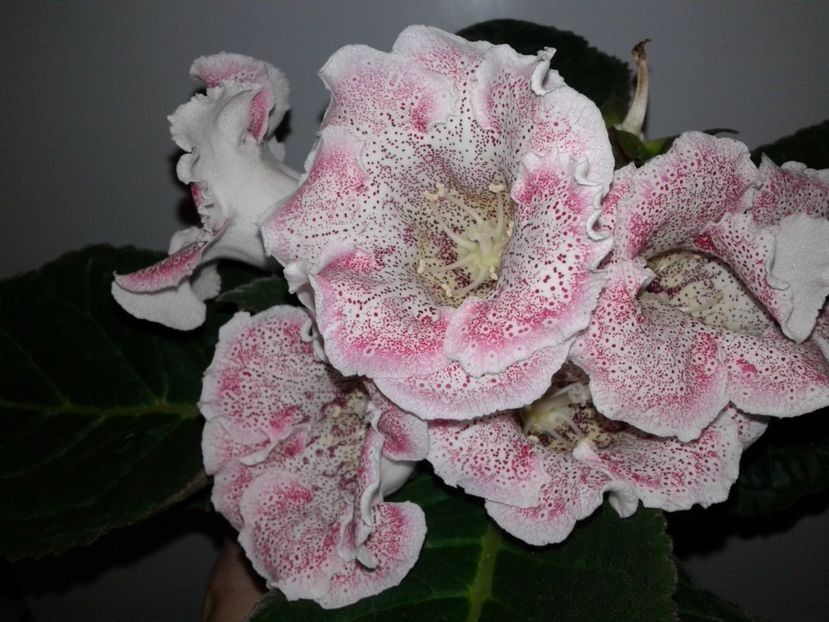  - GLOXINIA 2018