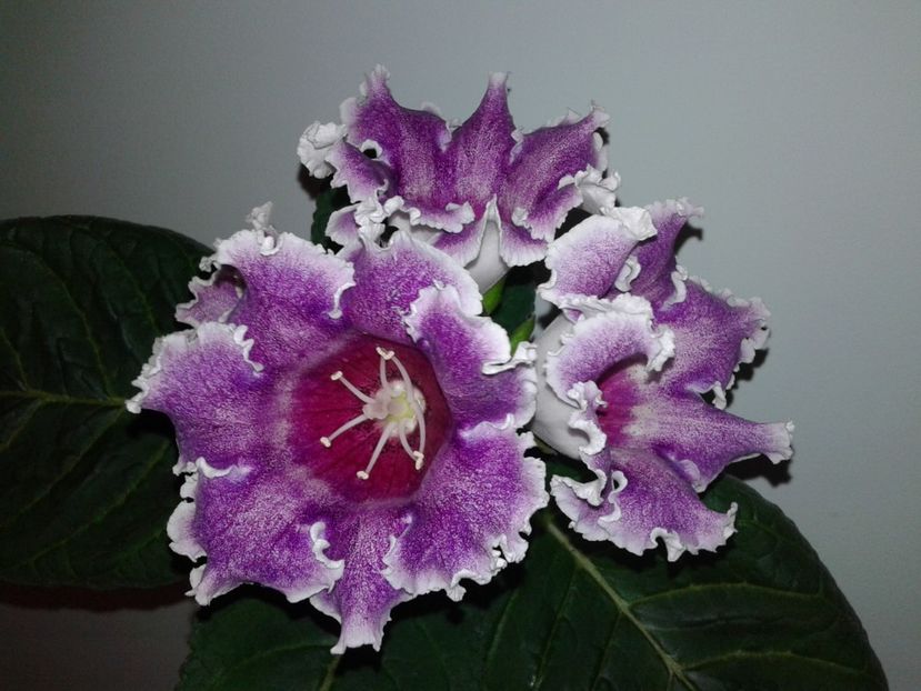  - GLOXINIA 2018