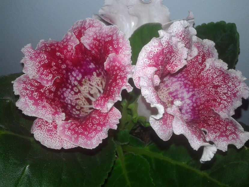  - GLOXINIA 2018