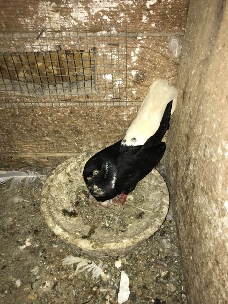 1B9595CE-AFA5-4320-BFE4-C3D9837C105C - Grivi codalbi - nu ii mai dețin