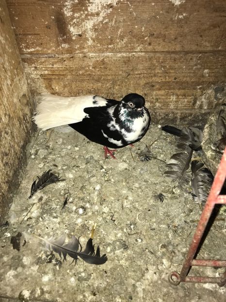 DE8E9AA0-24F8-4C40-BF81-485CBA0BBC93 - Grivi codalbi - nu ii mai dețin