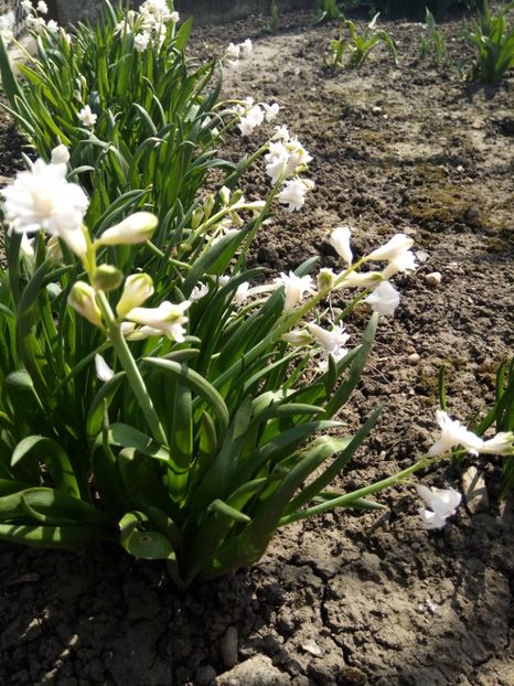  - Flori de PRIMAVARA-VARA -2018