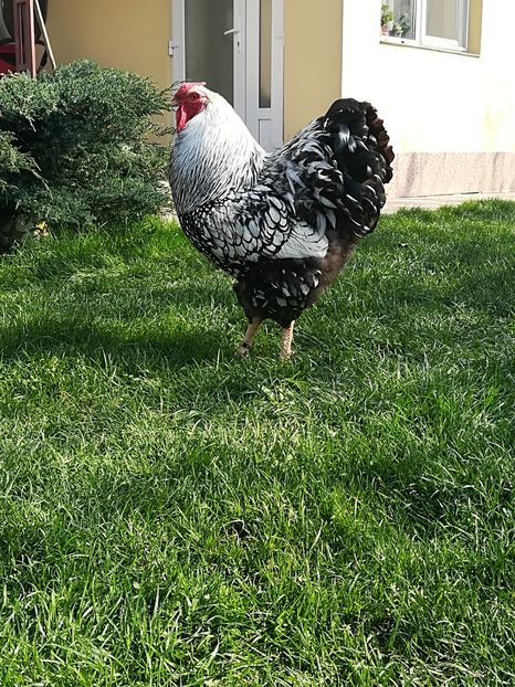 Aysche Frank - WYANDOTTE ARGINTIU