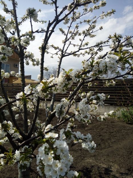  - Flori de PRIMAVARA-VARA -2018