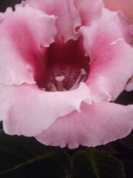  - 1GLOXINIA-2018- 2021