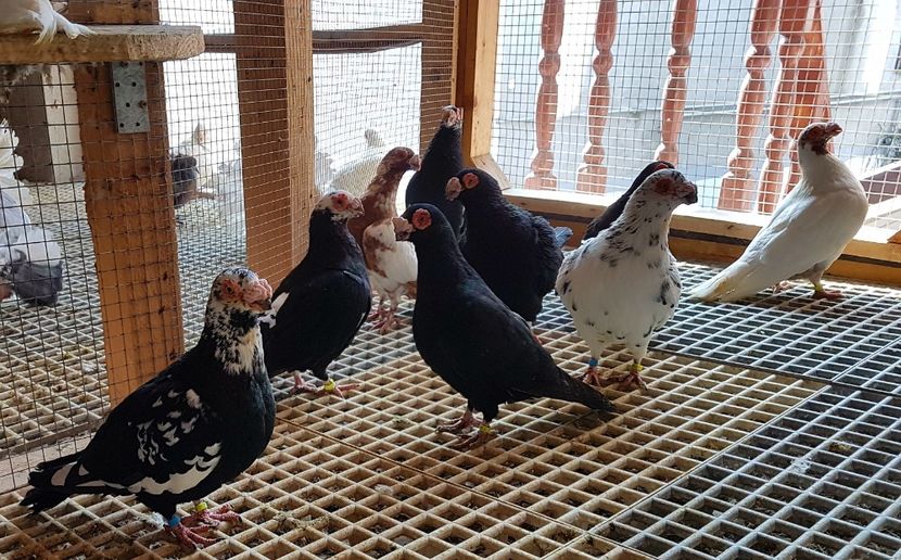  - CARUNCULATI Pentru 2020