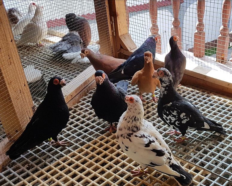  - CARUNCULATI Pentru 2020