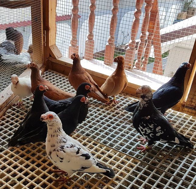  - CARUNCULATI Pentru 2020