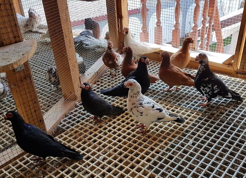  - CARUNCULATI Pentru 2020