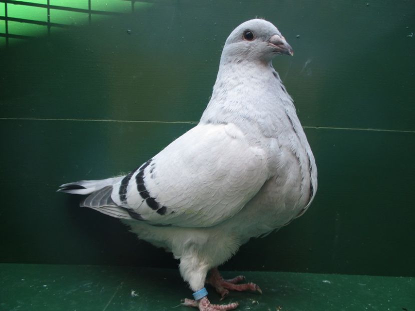 03502-18 - Tineret 2018