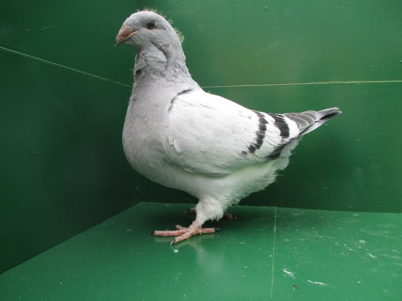 03504-18 - Tineret 2018