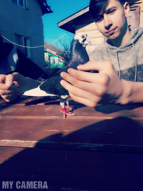 Femelă bălţată pe negru - Roller de Birmingham