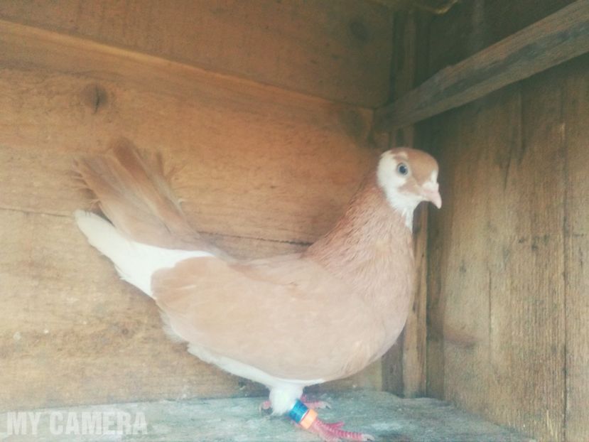 Birmingham roller - Roller de Birmingham