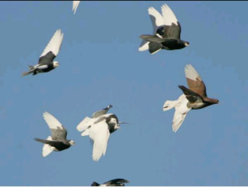 Rolleri Birmingham de performanţă - Roller de Birmingham