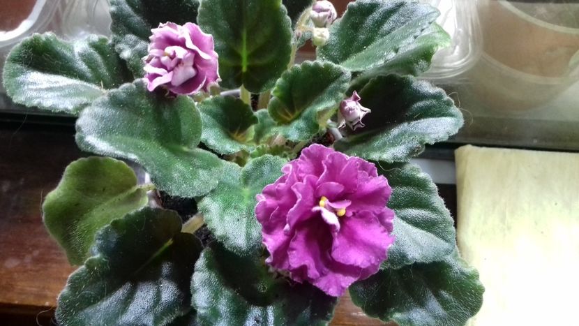  - ZZ Ness Antiqua Red