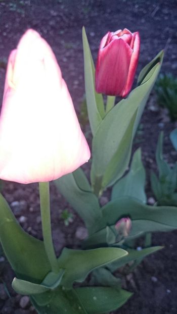 1523639148738-639693594 - 2018 PRIMAVARA