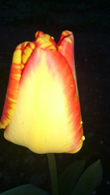 1523639192887-581711211 - 2018 PRIMAVARA