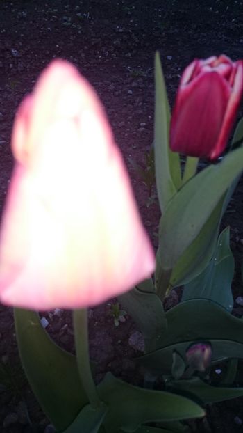 1523639214403-608350053 - 2018 PRIMAVARA