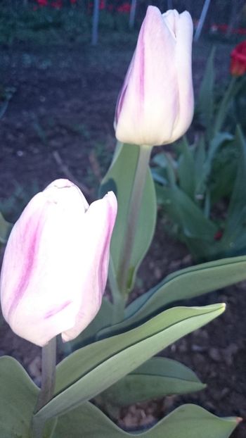 1523639237004-417768384 - 2018 PRIMAVARA