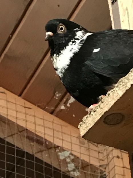 ACB4FB57-ED43-40E6-8A04-93AAB45A9EA3 - Grivi codalbi - nu ii mai dețin