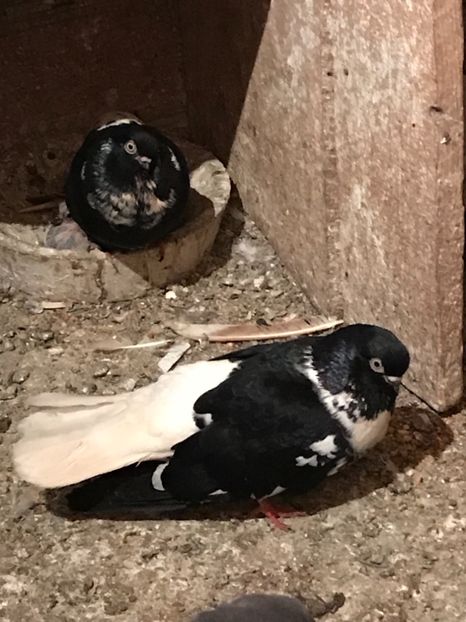 E7171A34-C0C2-4C59-8D89-9C9E6B91F98B - Grivi codalbi - nu ii mai dețin