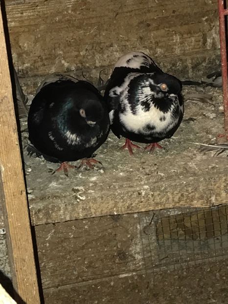 959104EB-DDD6-4A1C-A16E-3A718DC73878 - Grivi codalbi - nu ii mai dețin