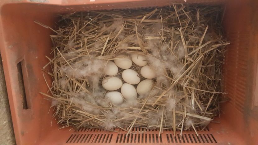 sub atenta supraveghere - 0001 rate lesesti matca 2018