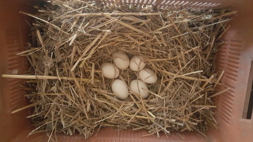 A lui Matthias - 0001 rate lesesti matca 2018