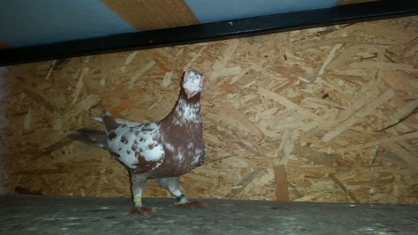 Din acelas m - LA OPERATIE