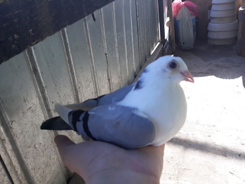  - Galateni baltati pe albastru