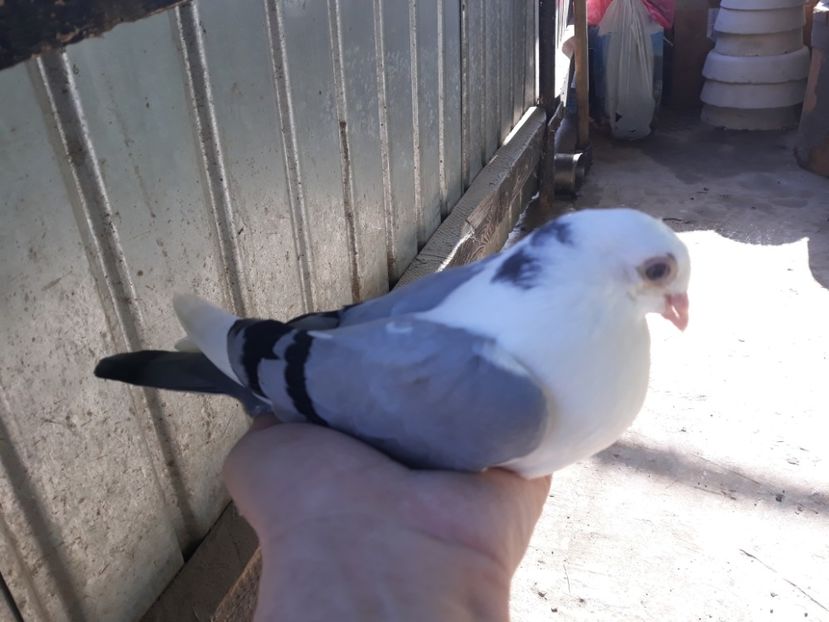  - Galateni baltati pe albastru