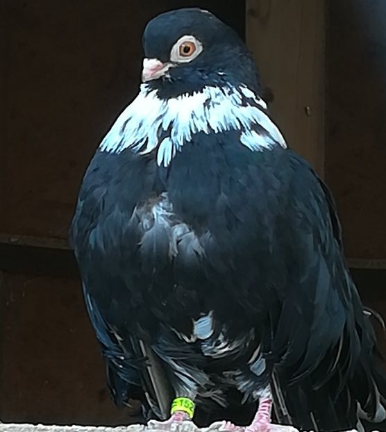  - Negri trenati de Bucuresti