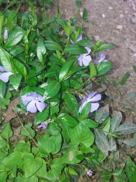 Vinca Major - Gradina 1- 2018