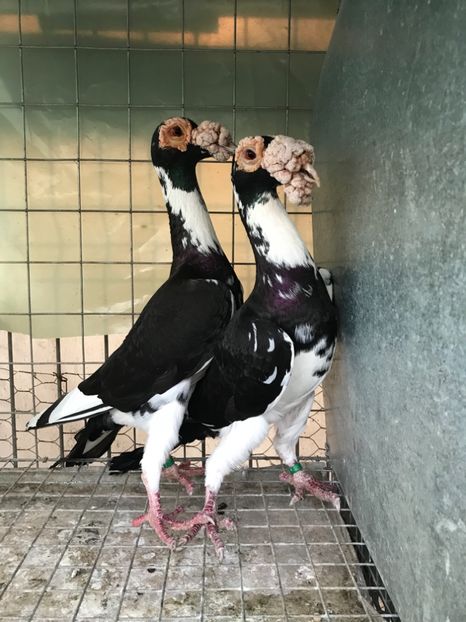 A99341BA-B0FC-4311-8365-10B0CEA5999C - Carieri 2018