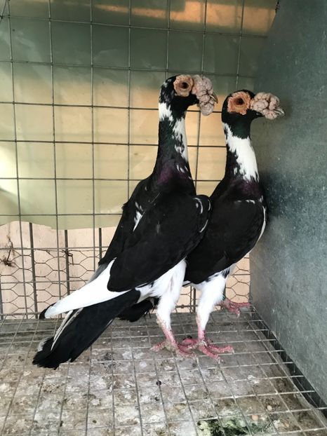 9B2C9C5F-8040-4807-9342-FE5956E0D4A5 - Carieri 2018