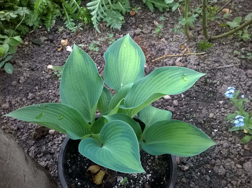  - Hosta 2018- 2022