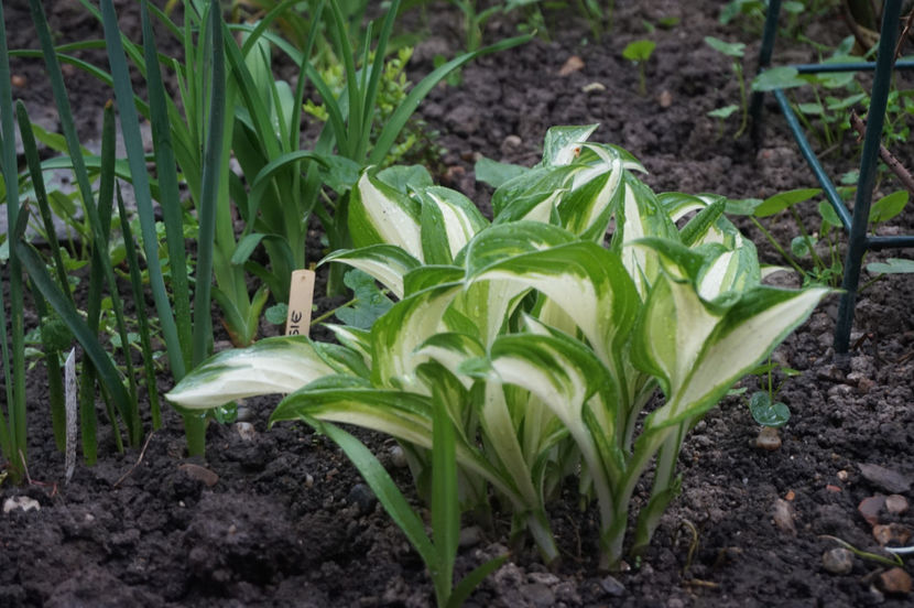  - Hosta 2018- 2022