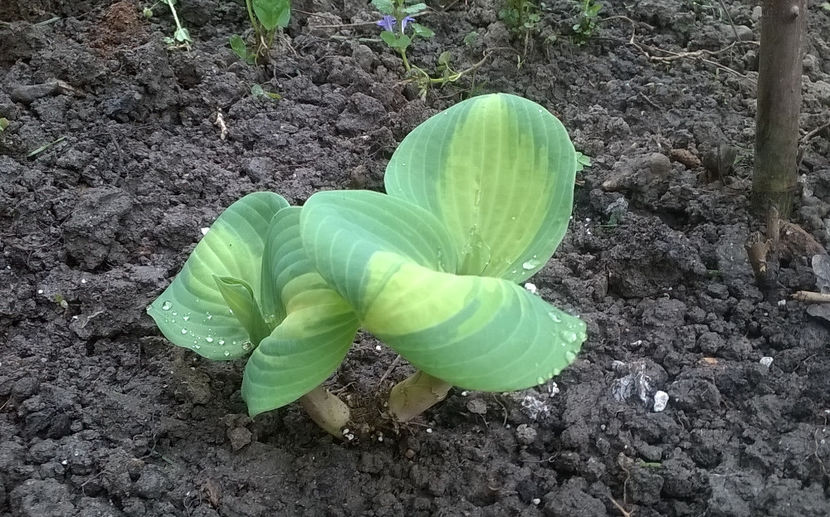  - Hosta 2018- 2022