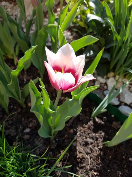 Claudia - Aprilie 2018