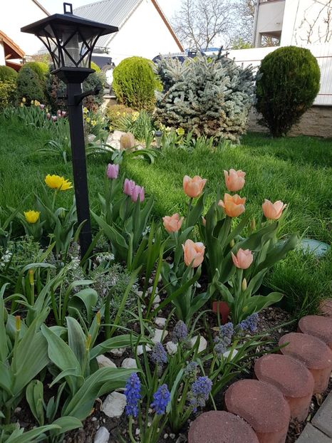 Seara - Aprilie 2018