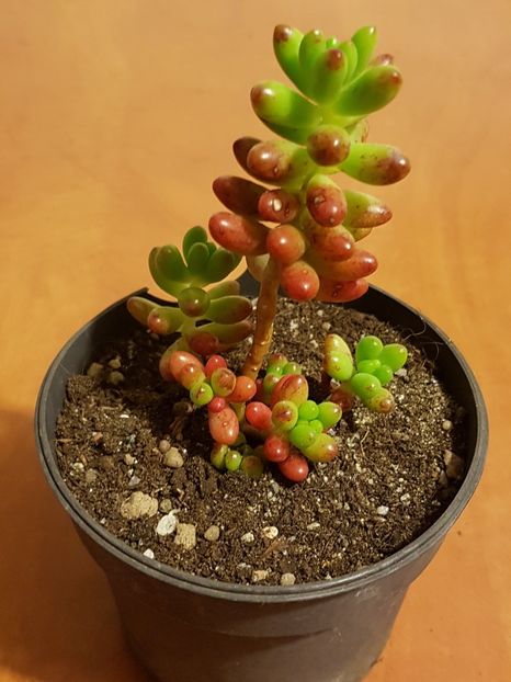 Sedum rubrotinctum - Cactusi si plante suculente 2017-2018-2019