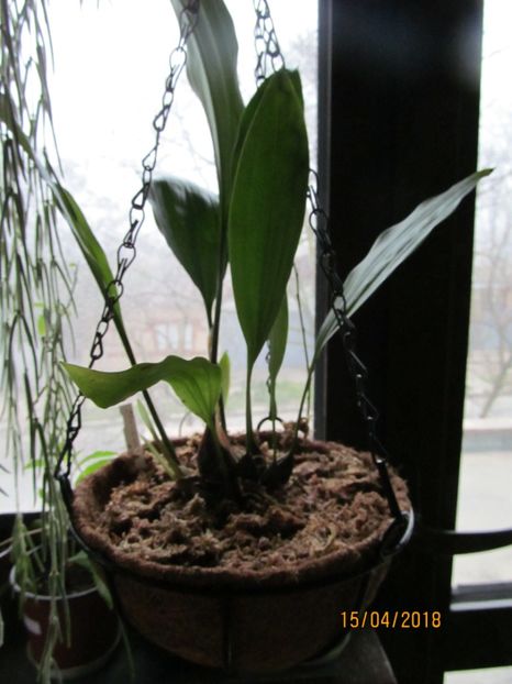 Stanhopea Nigroviolacea - Clowesia si Catasetum