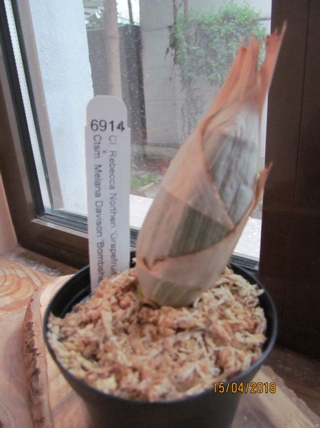  - Clowesia si Catasetum