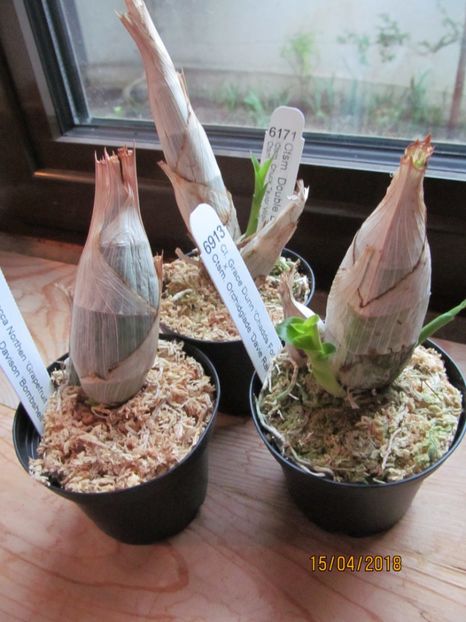  - Clowesia si Catasetum